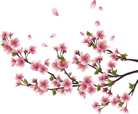 Spring Cherry Blossoms, Blossom Trees, Floral Springtime Transparent PNG