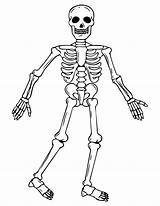 Human Skeleton Coloring Page sketch template