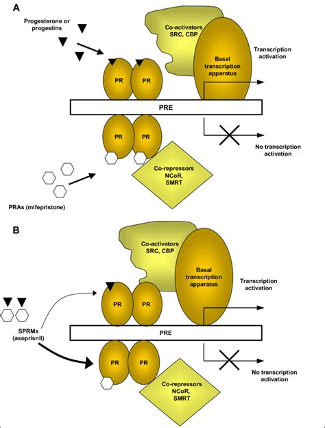 Mechanism of action of progesterone, PRAs and SPRMs. | Download Scientific Diagram