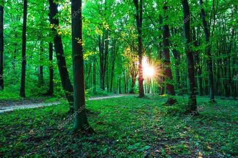 the sun shines through the trees and leaves in the forest stock photo - 5579