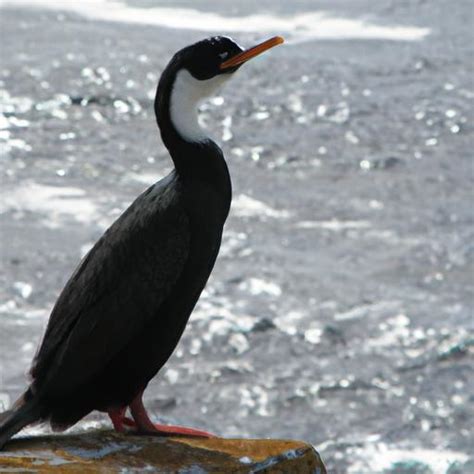 Shag Birds: Unveiling the Mysteries of these Fascinating Creatures