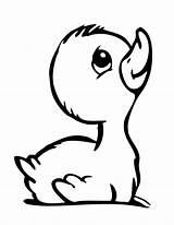 Ducks coloring Pages To Download And print For Free sketch template