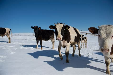 Rootstock | How are Cows 100% Grass-Fed in Winter? | Organic Valley