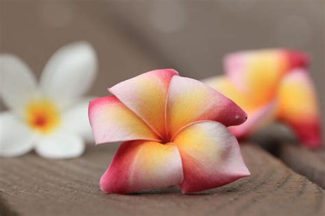 Frangipani Flower Meaning - Flower Meaning