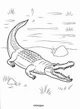 Wild animals coloring Pages For Kids To Print Free sketch template
