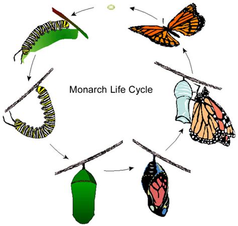 Monarch Life Cycle | Ask A Biologist