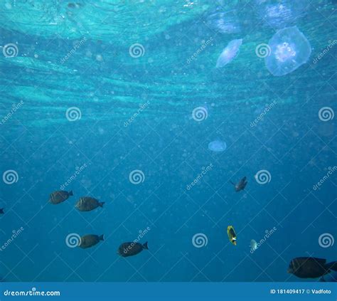 Marine Jellyfish, in a Natural Habitat Stock Image - Image of dangerous ...