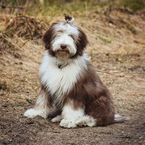 Bearded collie puppy Sammy | Bearded collie puppies, Bearded collie ...