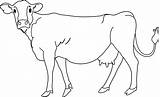 Cow Coloring Page  Free Clip Art sketch template