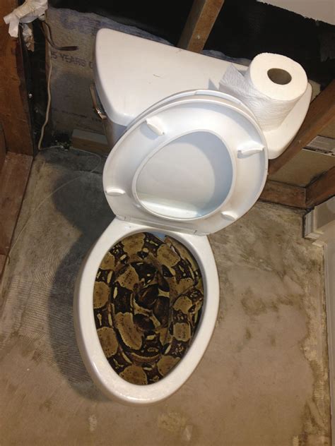 This snake in a toilet. (X-post - r/pics) : oddlysatisfying