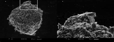 A dust particle as seen under the scanning electron microscope. The... | Download Scientific Diagram