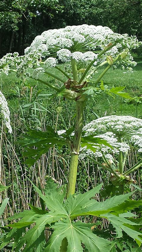 Hogweed - How to control and remove it - WUR