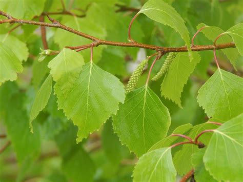 Gray Birch - Betula Populifolia | Deciduous Trees | Cold Stream Farm