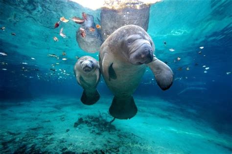 Tampa Electric's Manatee Viewing Center Reviews | U.S. News Travel