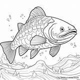Salmon Coloring Pages  Free & Printable sketch template