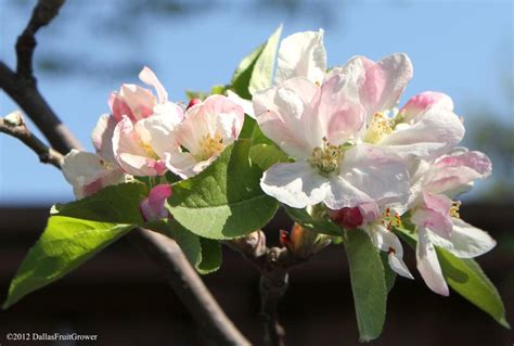 Dallas Fruit and Vegetable Grower: Apples