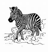 Free Printable Zebra Coloring Pages For Kids  Animal Place sketch template