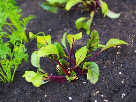 How to Plant & Grow Beets for a Successful Harvest - Together Time Family