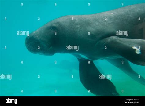 Amazonian manatee in an aquarium at Bosque de Ciencia Manaus Amazonas ...