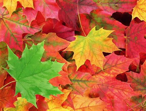 Nature Snacks: Why do Leaves Change Color in the Fall?