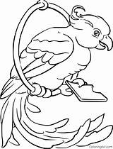 Parrot On The Swing Free Coloring Pages  Cool sketch template