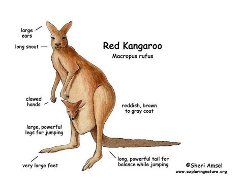 Red Kangaroo