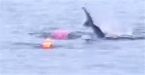 CAUGHT ON VIDEO: Great White Shark Attacks Kayak In Monterey Bay | HuffPost