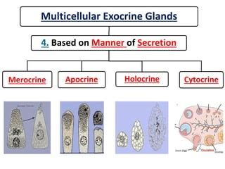 Exocrine glands histology | PPT