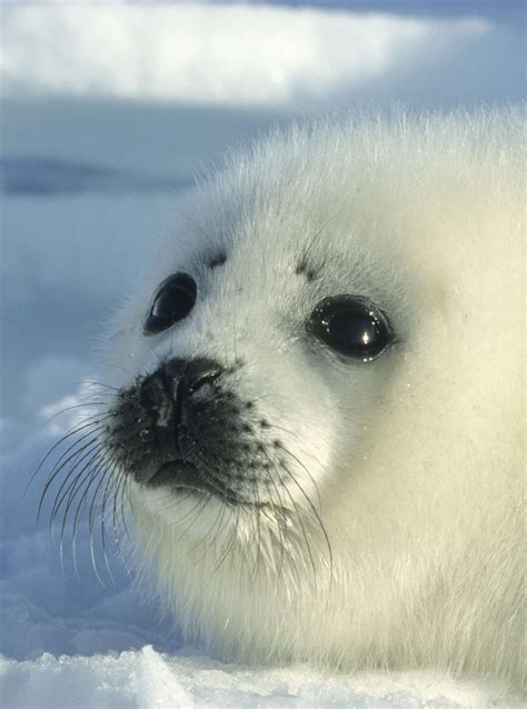 Arctic Animals In Pictures - arctic animal photos - Woman And Home ...