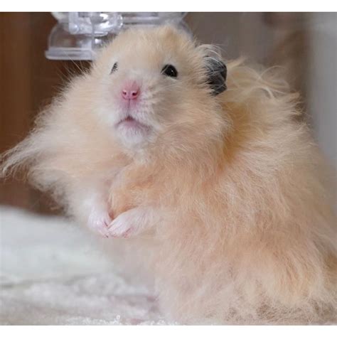 List 90+ Images Pictures Of Teddy Bear Hamsters Completed