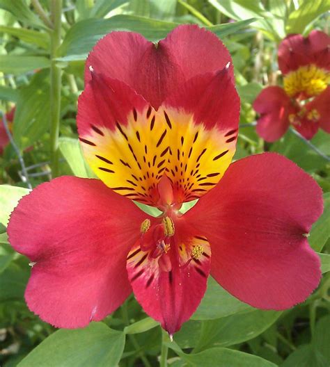 Pin on Alstroemeria varieties & colours