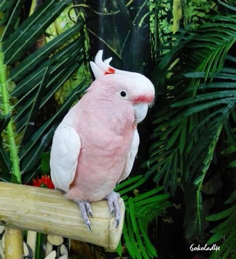 Pink Parrot - Wacky Wednesday & Color Crazy - Virily