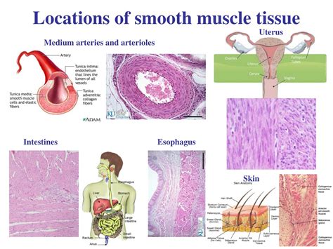 PPT - Muscle tissue PowerPoint Presentation, free download - ID:9365068