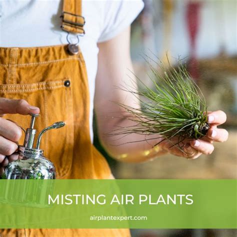 How To Mist Air Plants (The Easy Way) – Air Plant Expert