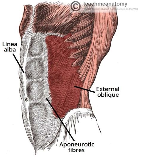 External Oblique - Attachments - Actions - TeachMeAnatomy