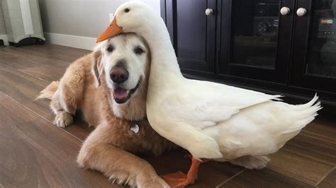 Dog And Duck Are Inseparable Best Friends - YouTube