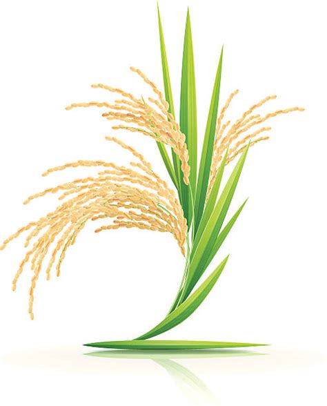 Rice Plant Clip Art, Vector Images & Illustrations - iStock