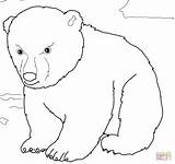 Dibujos De Osos Polares Para Colorear  Imagui sketch template