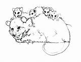 Opossum Coloring Page At GetColoringscom  Free Printable Colorings sketch template