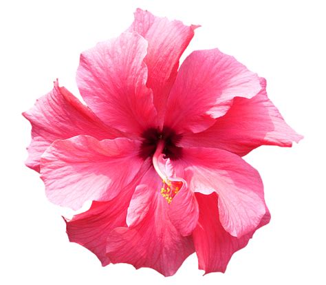 Foto gratis: Hibisco, Rosa, Tropicales, Flor - Imagen gratis en Pixabay - 318982