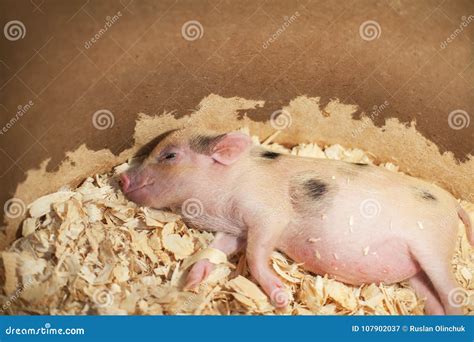 Cute and Sleeping Little Pig in Stock Image - Image of baby, growth ...