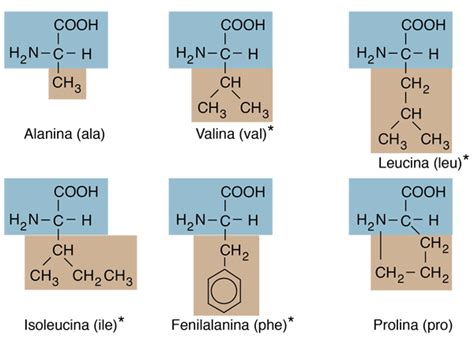 Amino Acid Structures