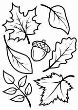 Fall Leaves And Acorn sketch template