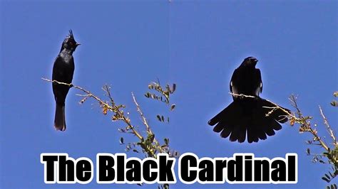 Black Cardinal Call | Phainopepla | Saguaro National Park - YouTube