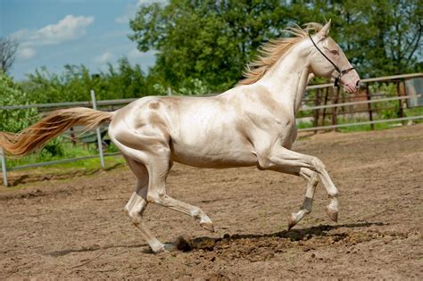 Here Are the Five Most Beautiful and Rare Horse Breeds in the World | Rare horse breeds, Akhal ...