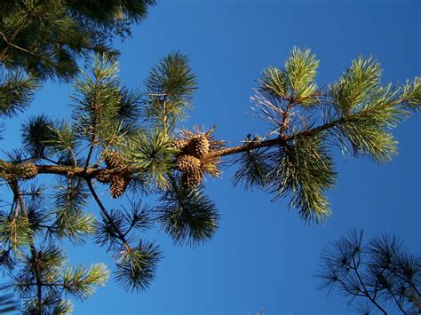 Table Mountain Pine - Pinus pungens - North American Insects & Spiders