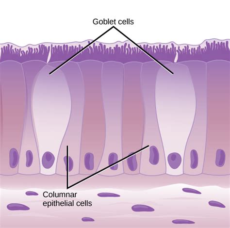 33.7: Animal Primary Tissues - Epithelial Tissues - Biology LibreTexts