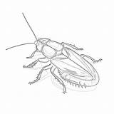 Cockroach Coloring Page  Pages Mimi Panda sketch template