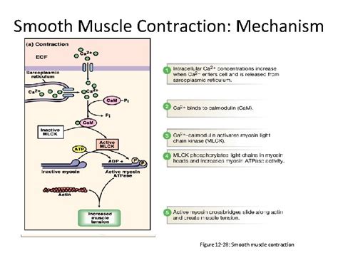 Smooth muscle Smooth Muscle A fusiform fibers B