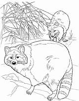 Raccoon Coloring Pages Racoon Printable Cute Kids Easy Drawing Mario  sketch template